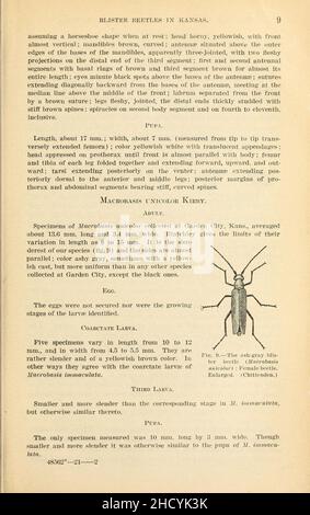 Ergebnisse der Arbeiten an Blisterkäfern in Kansas (Seite 9) Stockfoto