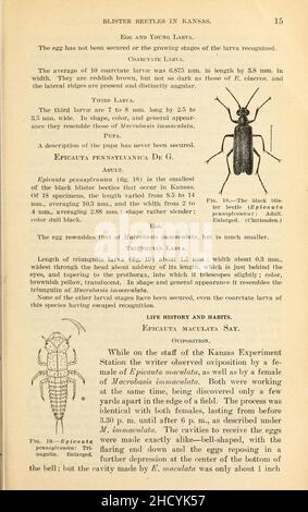 Ergebnisse der Arbeiten an Blisterkäfern in Kansas (Seite 15) Stockfoto
