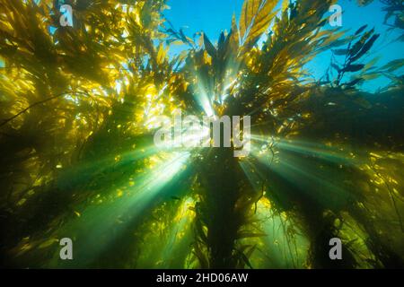 Sonnenlicht, das durch einen Wald von Riesenkelp, Macrocystis pyrifera, in Richtung der Oberfläche vor Santa Barbara Island, Kalifornien, USA, strömt. Pazifik. Stockfoto