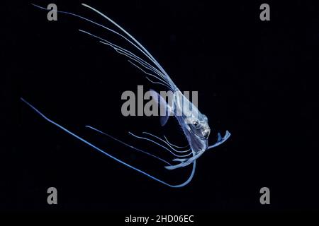 Diese juvinile threadfin Jack, Alectis ciliaris, war in der Nacht aus Maui, Hawaii fotografiert. Sie wachsen in die lange Fäden, wie Sie altern. Stockfoto