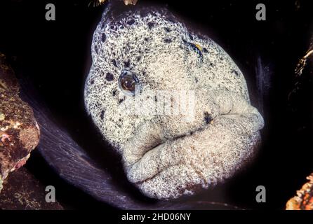 Ein Wolfsaal, Anarrhichthys ocellatus, vor Hornby Island, British Columbia, Kanada. Stockfoto