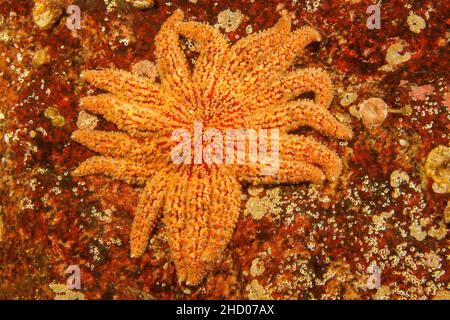 Der Sonnenblumenstern, Pycnopodia helianthoides, ist der größte Seestar. Seit 2013 hat eine Verschwendung Krankheit ihre Zahl um mehr als 90% reduziert und sie Stockfoto