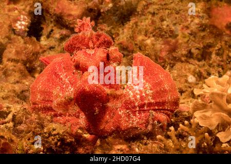 Ein roter Scorpionfisch mit Paddelklappe, Rhinopias eschmeyeri, Philippinen. Stockfoto