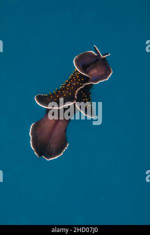 Ein marine Plattwurm, Thysanzoon nigropapilosus, schwimmt durch Mitte wasser, Yap, Föderierte Staaten von Mikronesien. Stockfoto