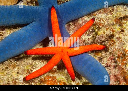 Ein blauer Seestar - Seesterne, Linckia laevigata, und ein orangefarbener Luzon-Seestern, Echinaster luzonicus, vor Vanua Levu Island, Fidschi. Stockfoto