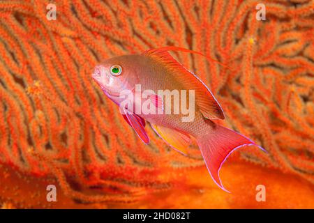 Scalefin anthias, (Basslet) Pseudanthias scamipinnis, vor einem Gorgonien-Fan, Fidschi. Stockfoto