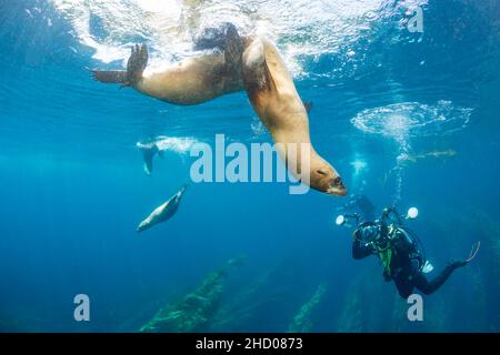 Ein Taucher (MR) Linien seine Kamera auf der Kalifornischen Seelöwen zalophus californianus, in einem Kelp forest aus Santa Barbara, Kalifornien, USA zu spielen. Stockfoto