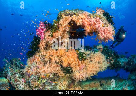 Taucher (MR) und eine Riffszene mit einer alcyonarianischen korallenbedeckten Formation, Fidschi. Stockfoto