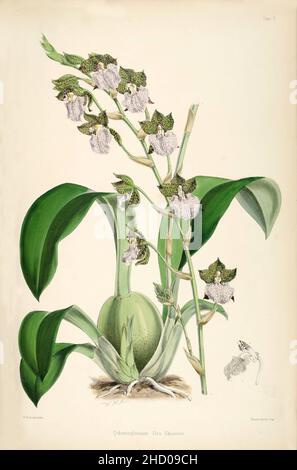 Rhynchostele uroskinneri (als Odontoglossum uroskinneri) - pl. 2 - Bateman - Eine Monographie von Odontoglossum. Stockfoto