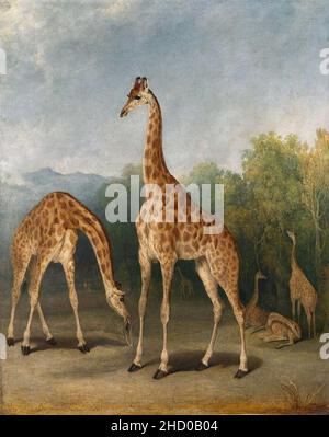 Richard Barrett Davis (1782-1854) - Die Nubische Giraffe Stockfoto