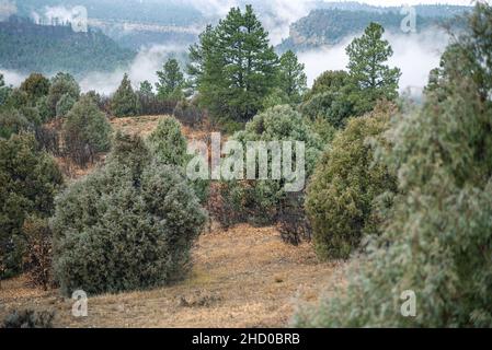 Tief liegender Morgennebel setzt sich zwischen den Kiefern- und Zedernbäumen in den Bergen von Nord-New Mexico nieder. Stockfoto