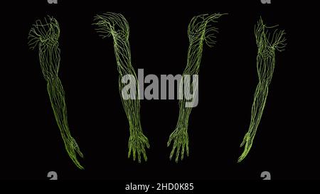 Vollständige lymphatische Anatomie in Grün des Arms aus anterioren, posterioren, lateralen und medialen Ansichten auf schwarzem Hintergrund Stockfoto