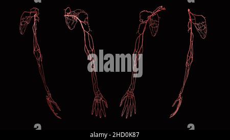 Vollständige arterielle Anatomie des Arms aus anterioren, posterioren, lateralen und medialen Ansichten auf schwarzem Hintergrund Stockfoto