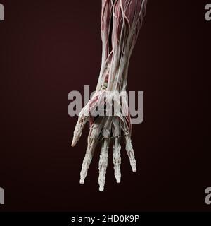 Vollständige 3D Anatomie der Handfläche, des Handgelenks und des distalen Unterarms, einschließlich Muskeln, Gefäßen, Nerven, Knochen, Bändern, Und Sehnen auf rotem Rücken Stockfoto