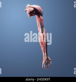 Voll muskulär, Skelett, Nerven, Gefäß, Band, Sehnenanatomie der menschlichen oberen Extremität posteriore Ansicht auf blauem Hintergrund Stockfoto