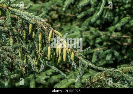 Ein Zweig eines Fichtenbaums, Sitka, Picea sitchensis, der im Wald wächst Stockfoto