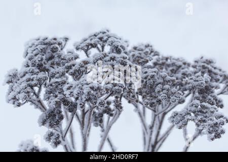 Getrocknete Pflanzen mit Schnee bedeckt. Frost auf trockenem Gras. Nahaufnahme. Stockfoto