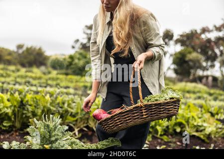 Die Bäuerin pflückt während der Erntezeit frisches Gemüse aus einem Bio-Garten. Selbstnachhaltige junge Frau, die eine Vielzahl von frischen Produkten sammelt Stockfoto