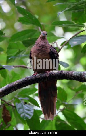 Braune Kuckuckstaube - Macropygia amboinensis Stockfoto