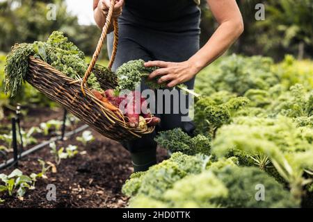 Nicht erkennbare Frau, die frischen Grünkohl aus einem Gemüsegarten pflückt. Anonyme Gärtnerin, die frisches Gemüse in einen Korb sammelt. Selbstnachhaltig Stockfoto