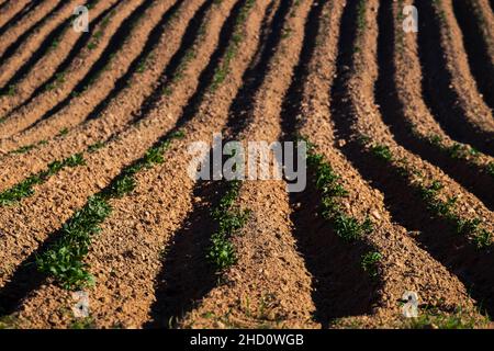 Furchen auf dem Feld. Bebauter Boden und junge Kartoffelsprossen. Lehm Stockfoto