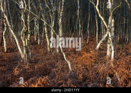 Braune und weiße, welke Blätter von Adlerfarnen im Unterholz eines Birkenwaldes Stockfoto
