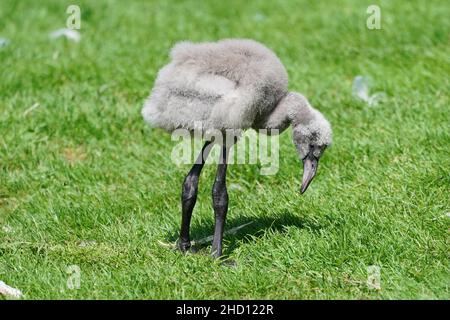 Flamingo-Küken Flamingo, (Bestellung Phoenicopteriformes), eine von sechs Arten von hohen, rosa watenden Vögeln mit dicken niedergedrehten Scheinen. Flamingos haben schlanke Beine, lange, anmutige Hälse, große Flügel und kurze Schwänze. Sie sind etwa 90 bis 150 cm (3 bis 5 Fuß) groß. Stockfoto