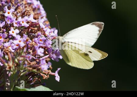 Schmetterling Aus Schwefel. Gonepteryx rhamni ist ein Schmetterling der Familie Pieridae. Sie lebt in der gesamten Paläarktischen Zone und ist in Europa, Asien und Nordafrika verbreitet. Über einen großen Teil seines Reichs ist sie die einzige Art ihrer Gattung und wird daher einfach lokal als Schwefel bezeichnet. Stockfoto