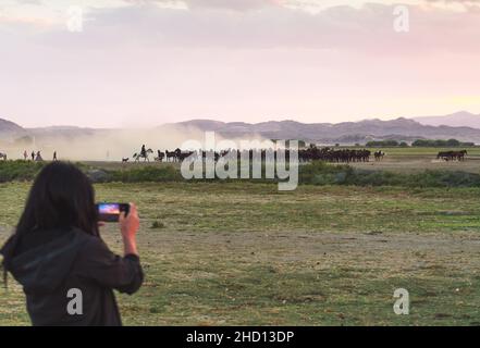 Weibliche Touristen fotografieren die Herde von Wildpferden im Dorf Hormetci Stockfoto