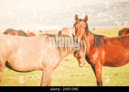 Zwei schöne Yilki Pferde kuscheln im Freien im Feld in Hormetci Dorf, Kayseri, Türkei Stockfoto