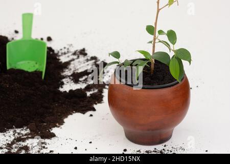 Ficus-Pflanze in braunem Tontopf auf weißem Grund mit verstreutem Boden für die Wiederbepflanzung Stockfoto