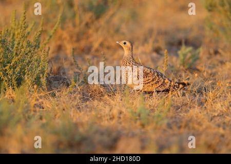 Ein erwachsenes Weibchen mit Kastanienbauchmuscheln (Pterocles exustus hindustan) im Grasland in der Nähe des Großen Rann von Kutch in Gujarat, Indien Stockfoto