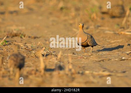 Ein erwachsener kastanienbauchiger Sandhuhn (Pterocles exustus hindustan) in der Nähe des Großen Rann von Kutch, Gujarat, Indien Stockfoto