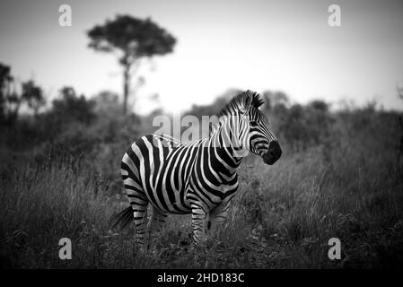 Monochromes Porträt eines abgestreiften Zebras in afrika Stockfoto