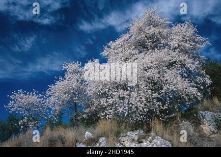 Mandelbäume in blühenden, Prunus amigdalus, Rosaceae Stockfoto