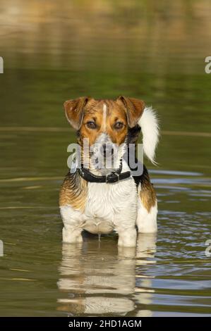 Jack Russell Terrier im Wasser Stockfoto