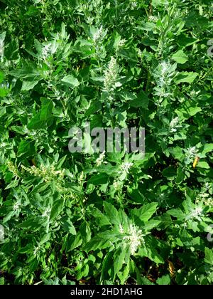 Atriplex fera Busch, Orach Atriplex hortensis mit Blättern, Blüten, Samen. Quinoa-Zweige mit jungen Samenköpfen. Kulinarische Kräuter im Garten. Stockfoto