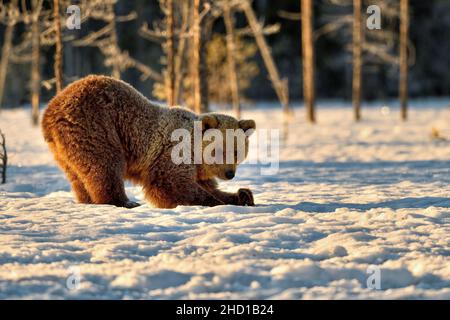 Sieht vielleicht lustig aus, aber wenn der Boden gefroren ist und Sie nach dem Winterschlaf hungrig sind, müssen Sie etwas zu essen finden. Also muss man graben... Stockfoto