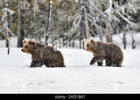 Bärenjungen, die zu der Zeit einen Schritt im Schnee machen Stockfoto