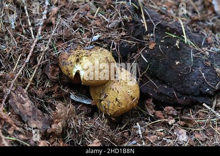 Buchwaldoboletus lignicola, das Holz Bolete, wachsende parasitäre auf Samt - top Phaeolus schweinitzii Pilz, Stockfoto