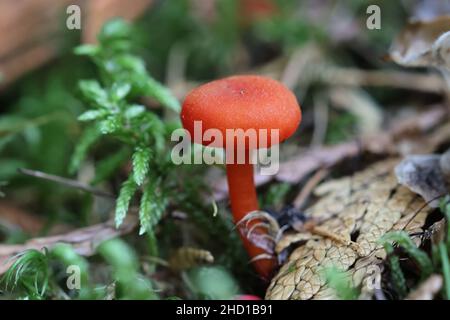 Hygrocybe miniata, auch Hygrophorus miniatus und Pseudohygrocybe miniata genannt, allgemein bekannt als Zinnoberwachse, Wildpilz aus Finnland Stockfoto