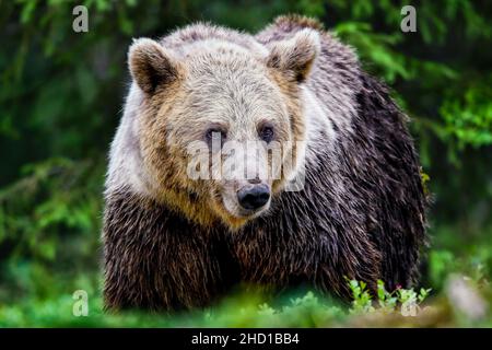 Zweifarbige (nasse) Mama-Bärin im Wald. Stockfoto