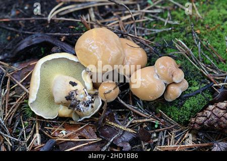 Suillus bovinus, bekannt als der Jersey Kuh bolete Pilz oder Rinder, Wild Mushroom aus Finnland Stockfoto