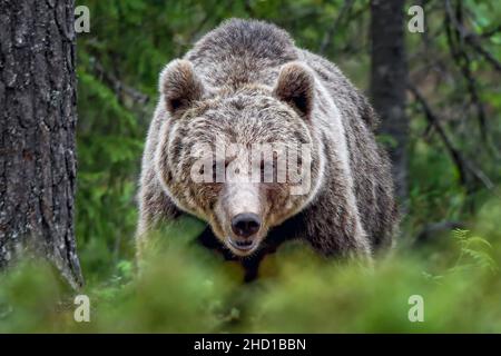 'Kontakt wurde hergestellt' Stockfoto