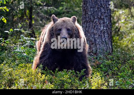 Bear schaut genauer hin Stockfoto