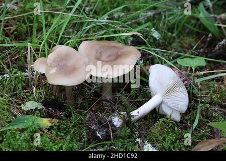 Tricholoma saponaceum, bekannt als die Seife duftenden Fliegenpilz, seifigen Ritter oder Seife tricholoma, wilde Pilze aus Finnland Stockfoto
