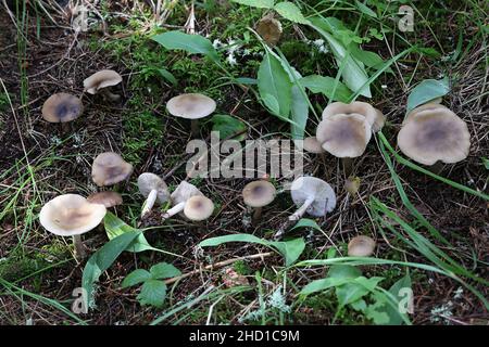 Tricholoma saponaceum, bekannt als die Seife duftenden Fliegenpilz, seifigen Ritter oder Seife tricholoma, wilde Pilze aus Finnland Stockfoto