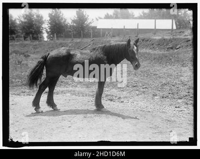 RODNEY. Armee PFERD IM KUBANISCHEN KRIEG. Im Ruhestand am Fort Myer Stockfoto