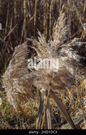 Trockenes Schilf an der Küste vor dem Hintergrund von Dickicht. Pampas Gras im Freien. Nahaufnahme. Selektiver Fokus. Stockfoto