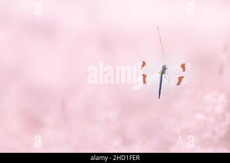 Selektive Fokusaufnahme einer Skimmer-Libelle auf einer Pflanze Stockfoto